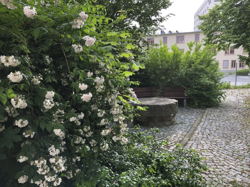 Blühender Strauch mit vielen kleinen weißen Blüten an einem gepflasterten Weg, im Hintergrund ein runder Steintisch, eine Holzbank und umgebendes Grün in einem kleinen Gartenbereich vor Gebäuden.