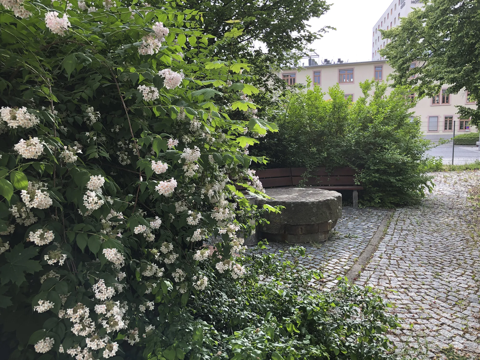 Blühender Strauch mit vielen kleinen weißen Blüten an einem gepflasterten Weg, im Hintergrund ein runder Steintisch, eine Holzbank und umgebendes Grün in einem kleinen Gartenbereich vor Gebäuden.